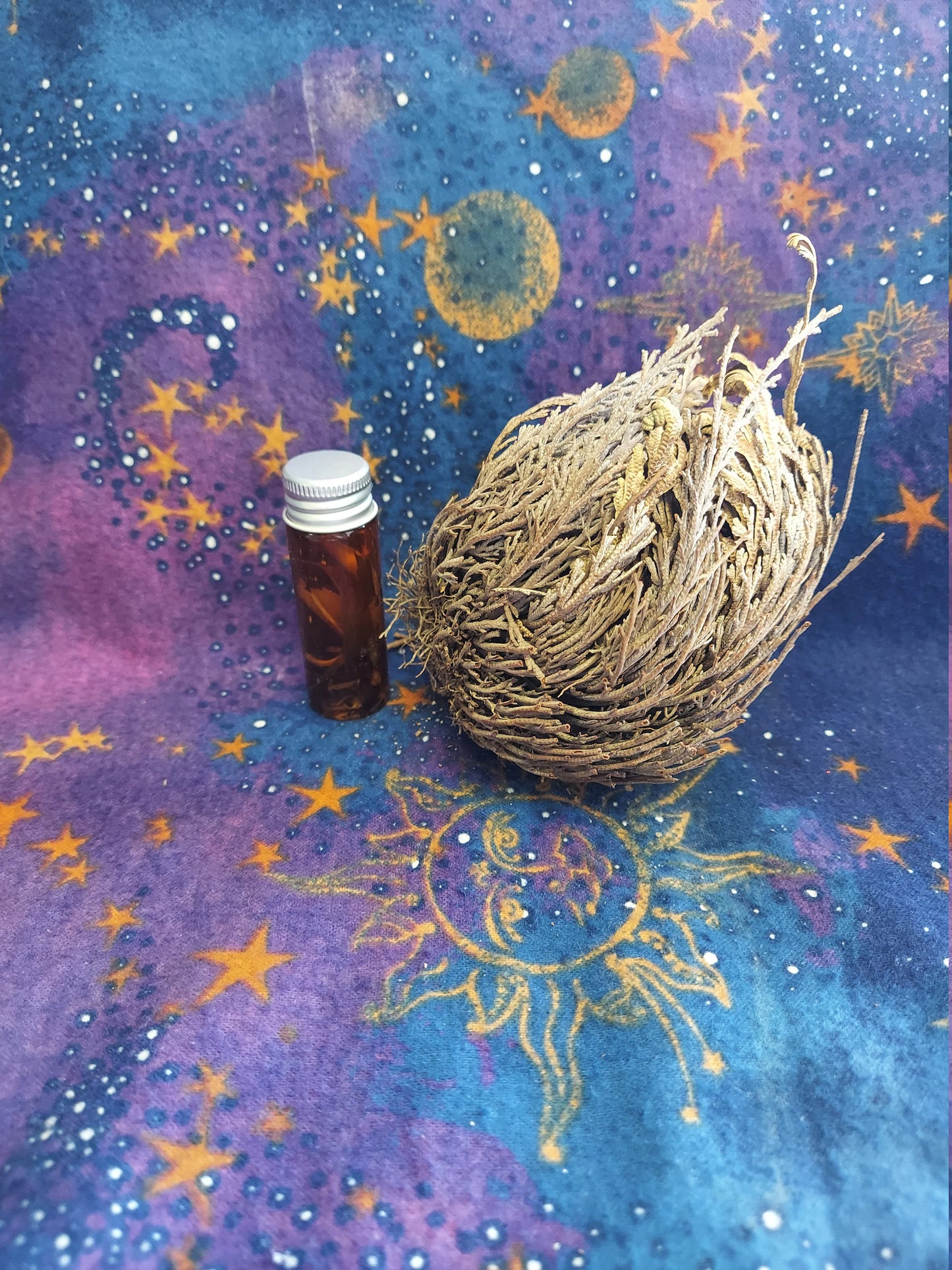Rose of Jericho / Resurrection Plant